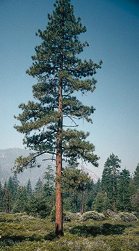 Ponderosa Pine